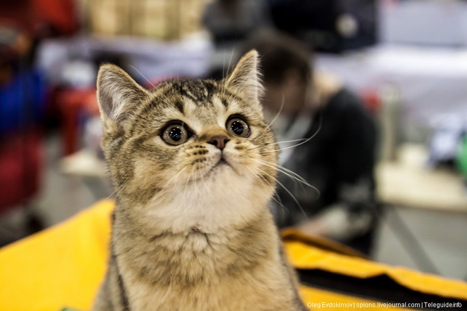 ГРАН-ПРИ ROYAL CANIN: КАК ВСЕГДА, В ПЕРВЫЕ ВЫХОДНЫЕ ДЕКАБРЯ