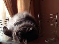 Сладко спящему котику
